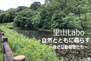 ■里山Labo■　自然とともに暮らす～身近な動植物たち～